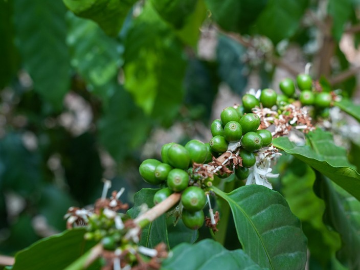 万千气象看云南｜云南咖啡为啥好？这座研究所里有答案！