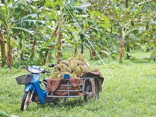 泰国多举措提升水果产销