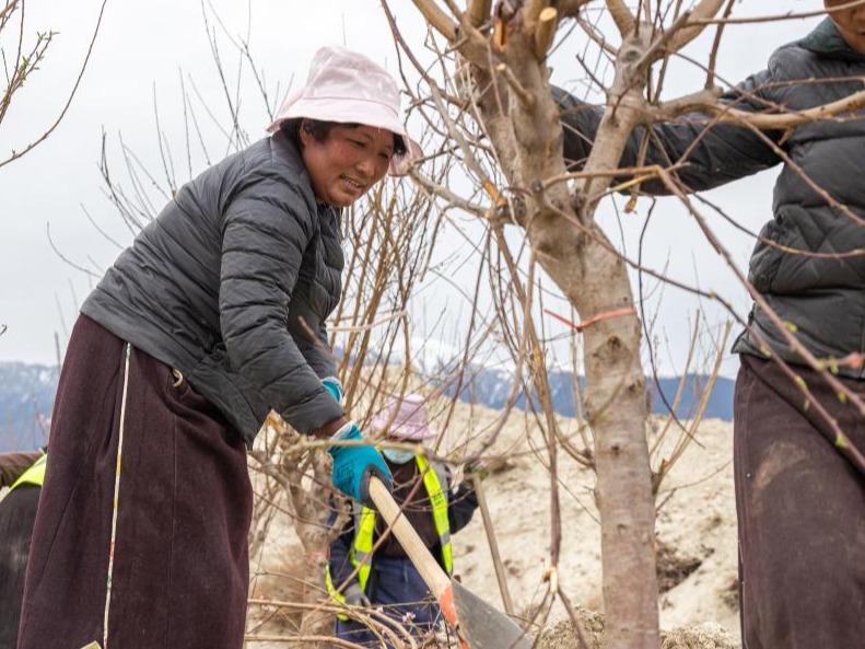 春天里的藏家故事｜桃花节里热情的“阿佳”