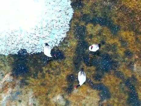 成群黑颈鹤现身新疆阿尔金山