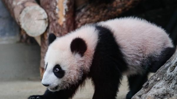 首只在俄出生大熊猫“喀秋莎”体重已达20公斤