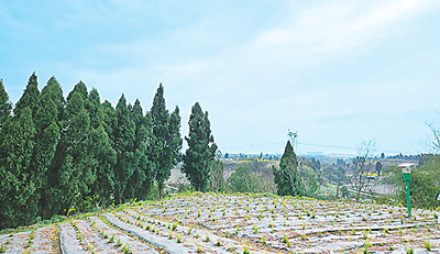 天冬种出“甜日子”（道地药材巡礼·四川篇）