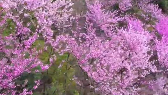 换个角度看春天！透过航拍镜头走进五彩斑斓的中国