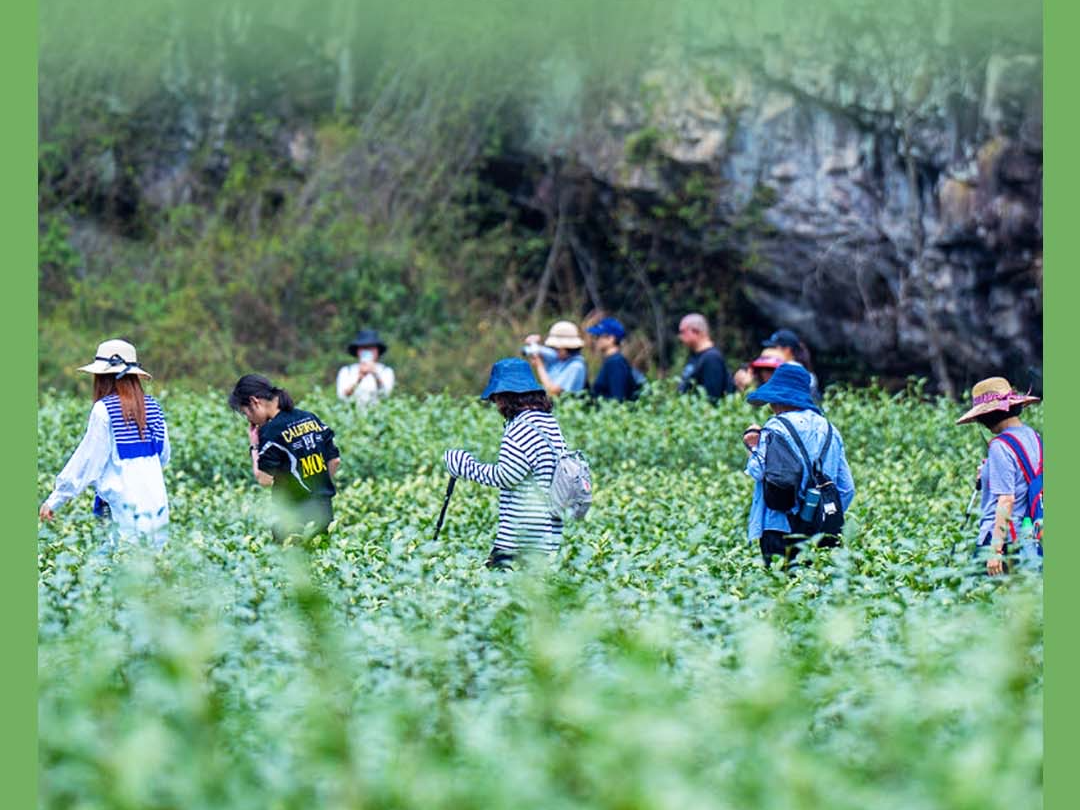 春季文旅全面开“花”！消费市场释放蓬勃活力