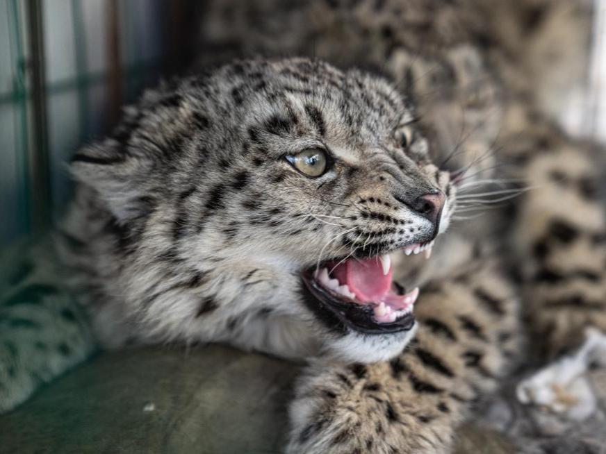 西藏尼玛：两只亚成体雪豹被放归自然