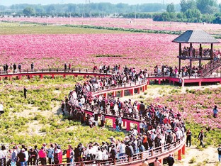 “赏花经济”美丽有活力