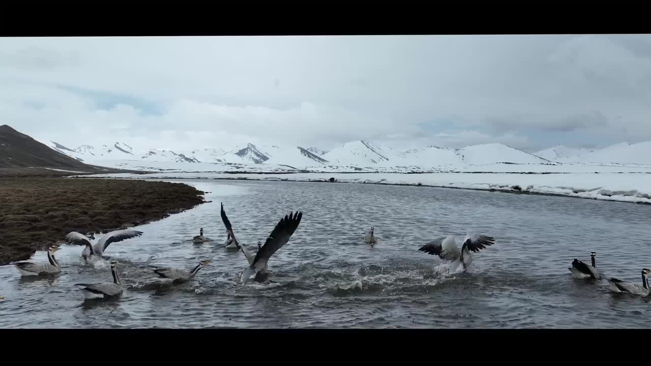 丁青壁纸图片