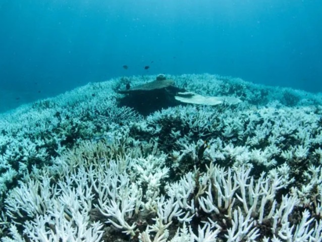 世界海洋遭创纪录高温 多地珊瑚礁出现白化