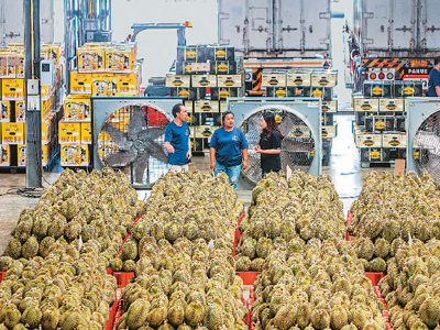 中国与东盟农业合作持续走深走实（环球热点）