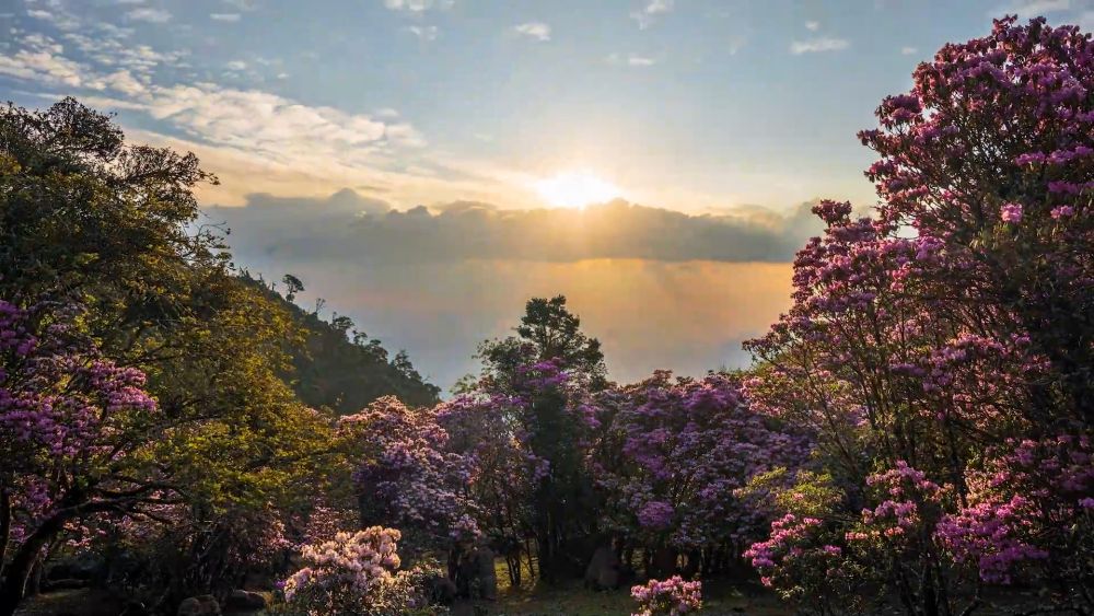 文化中国行丨绝美！大理马耳山“五一”变花山