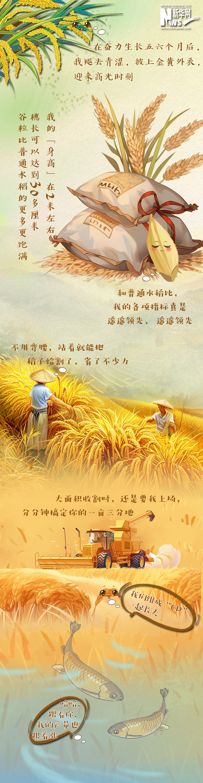 求购巨型水稻种子图片