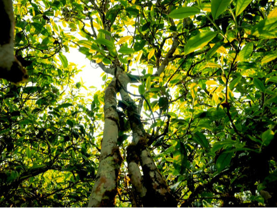 茶说 | 茶叶的故乡