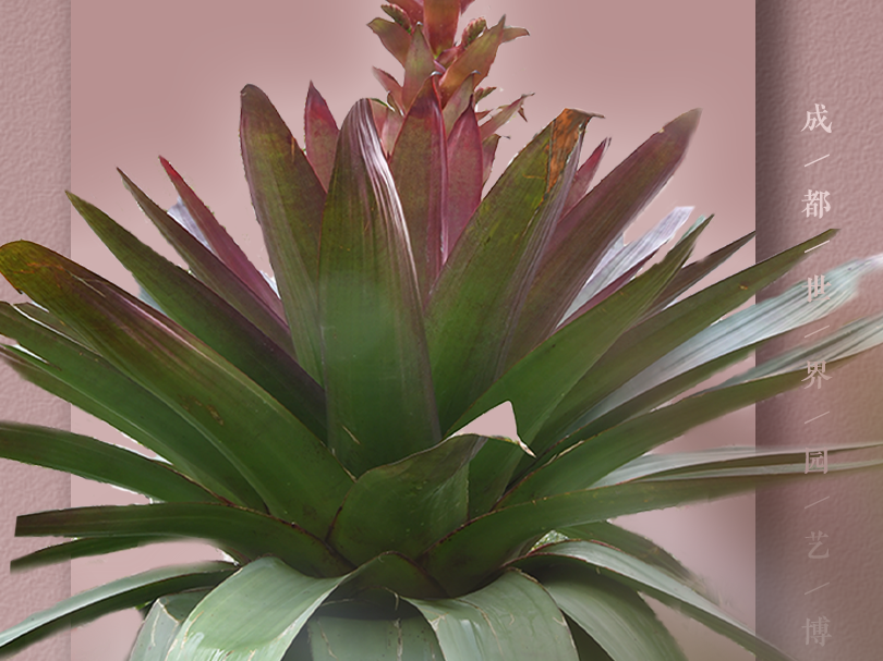 好神奇！这些植物见一次就忘不了