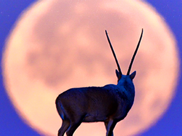 震撼大片来了！定格生物多样性之美