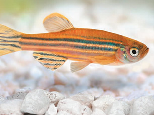 “太空养鱼”有何奥秘