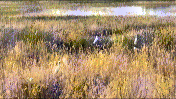 家族添新丁 新疆各湿地候鸟安家筑巢忙忙忙