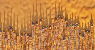 沙漠追“光”记（探访）