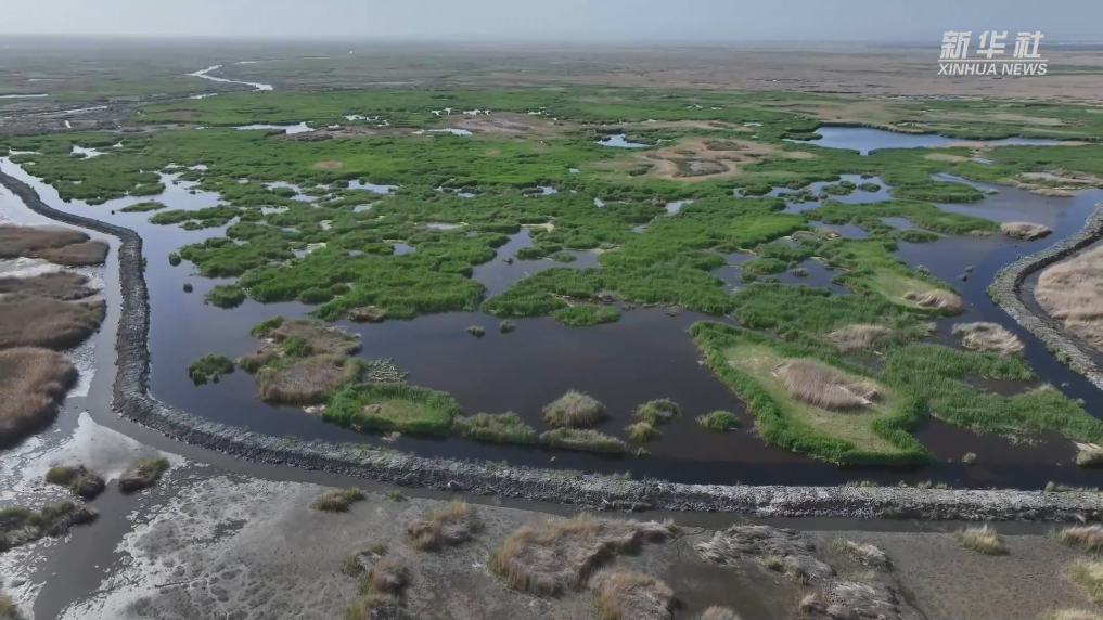 新疆巴州：湿地风光美
