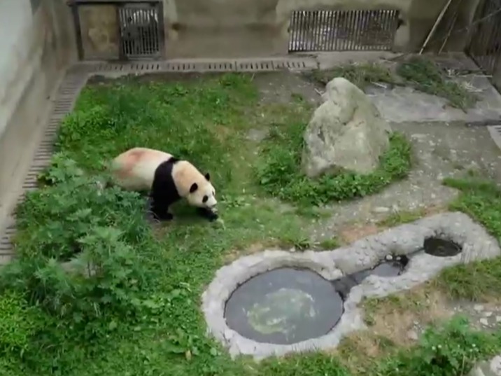 要“出关”喽！大熊猫“福宝”将于六月与公众见面