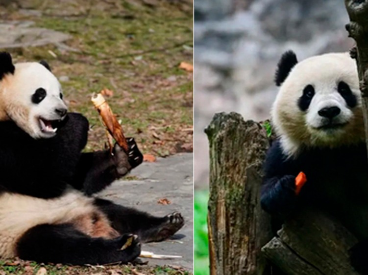 宝力、青宝将赴美开启新一轮大熊猫国际保护研究合作