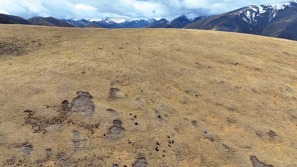 新华全媒+｜藏北“虫草人”：与自然共呼吸的采挖者