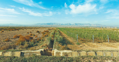 白银滩 枸杞红（美丽中国·来自盐碱地的食物①）