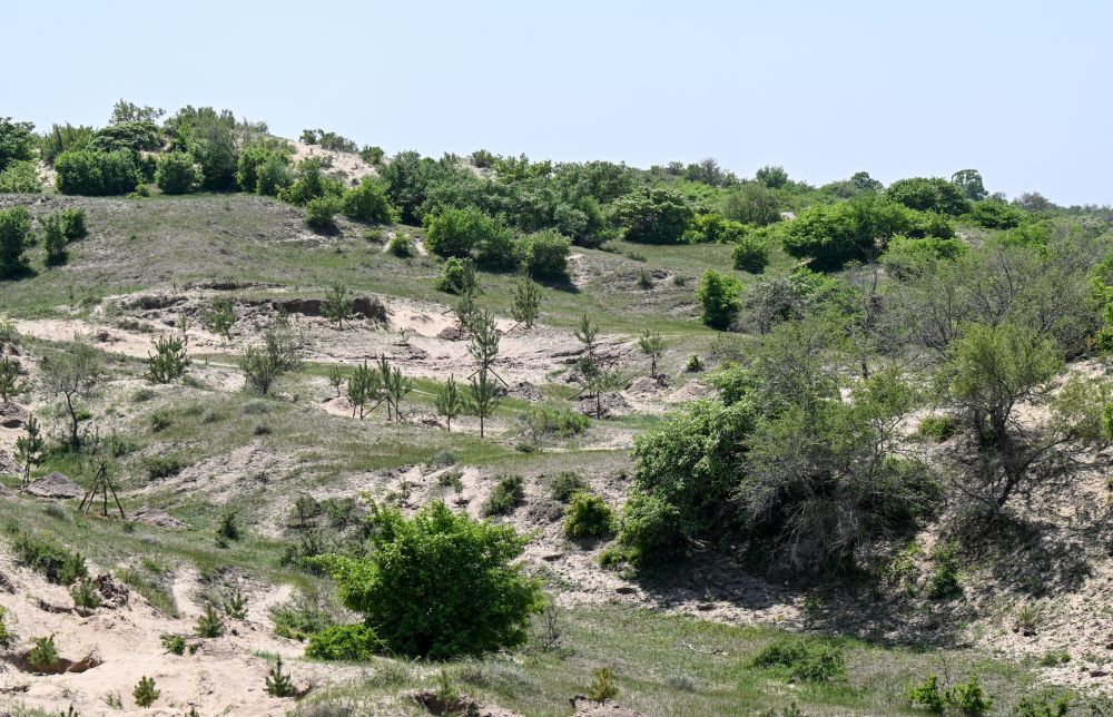 “三北”行记｜科尔沁沙地：从“一树独绿”到“万树成荫”