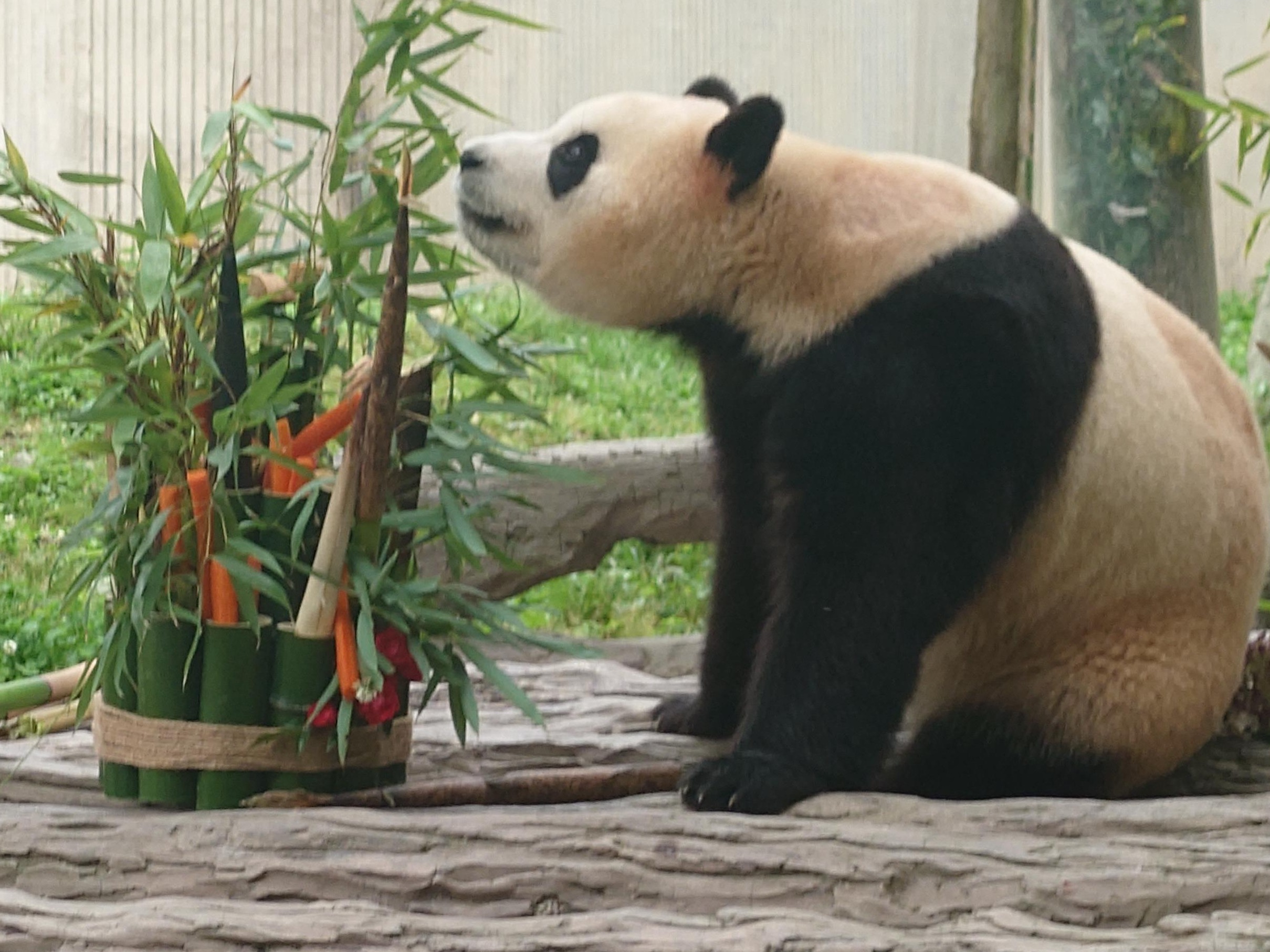 可可爱爱！大熊猫“福宝”正式与公众见面