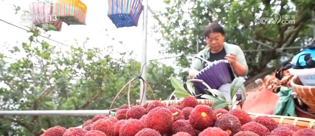 乘高铁、坐飞机 生鲜寄递“跑”起来 助力特色农产品“出海”