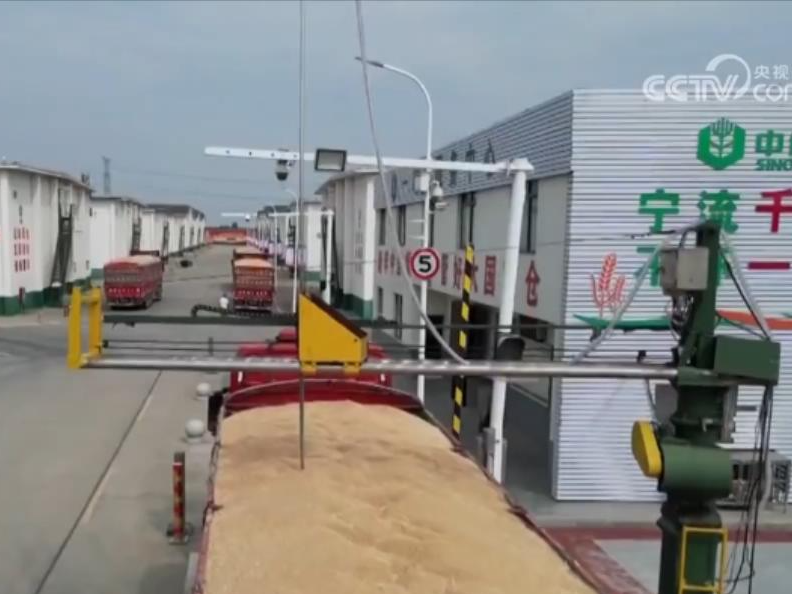 全国夏粮陆续开秤 收购量突破1000万吨