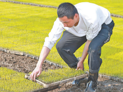 做好全链条节粮减损（一线调研）