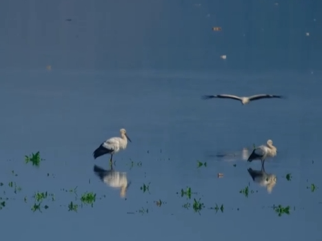 生态美让“老朋友”有了更多安乐窝 “极危”物种从“稀客”变“常客”