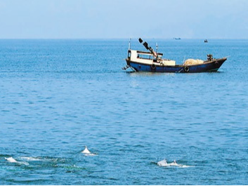 当超级工程遇上白海豚（美丽中国·重大工程中的生态细节①）