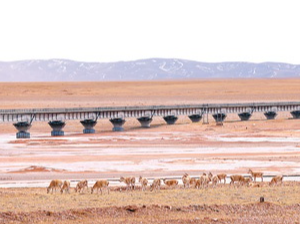 青藏线上的生态守护（美丽中国·重大工程中的生态细节②）