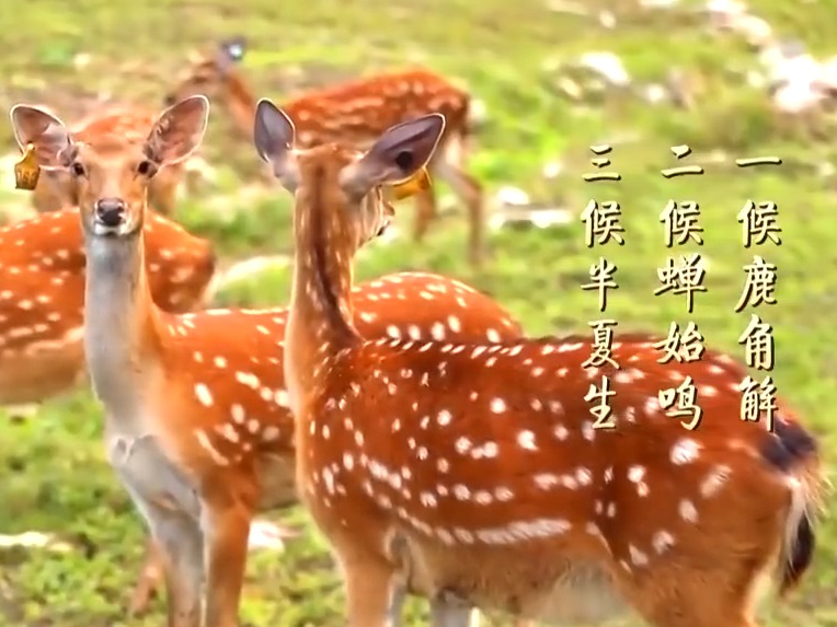 文化中国行丨处处闻蝉响遍地听蛙声 愿一切美好如夏而至