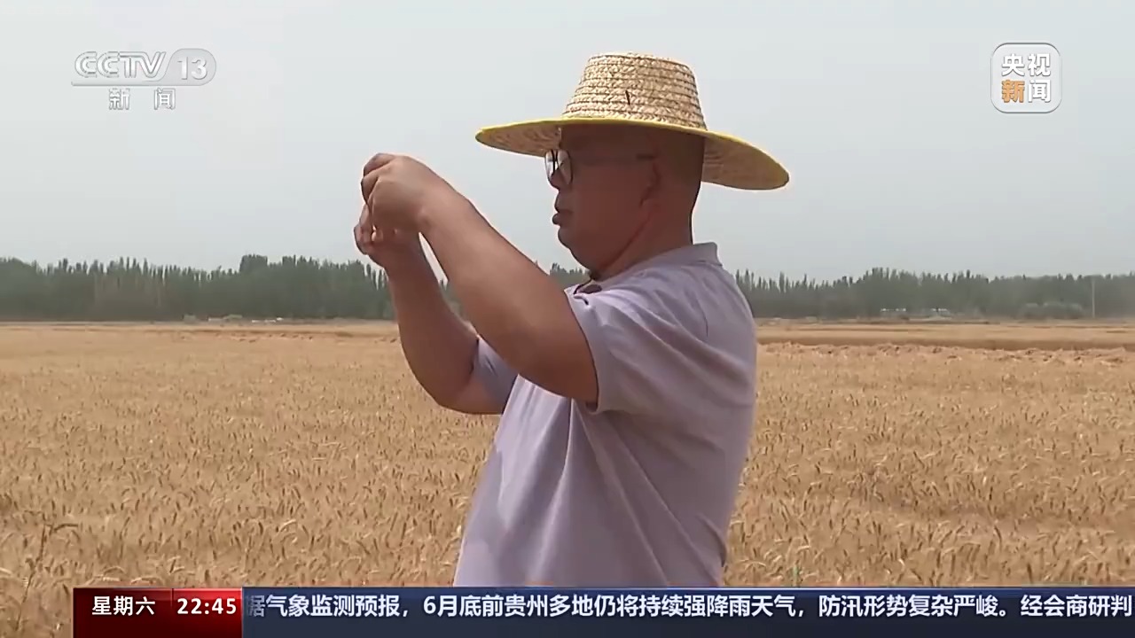 黄沙→绿洲 沙漠种麦人教你如何种麦治沙