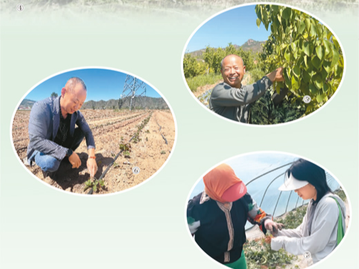 这里的农事正火热