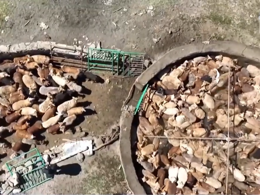 阿勒泰延续千年的夏季转场 如今有了什么新变化？