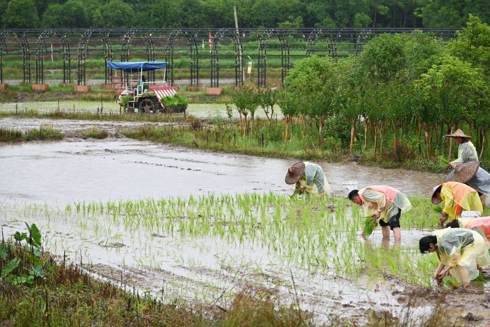 聚焦防汛抗旱|抢种补种 抢修设备——安徽黄山加速恢复生产生活见闻