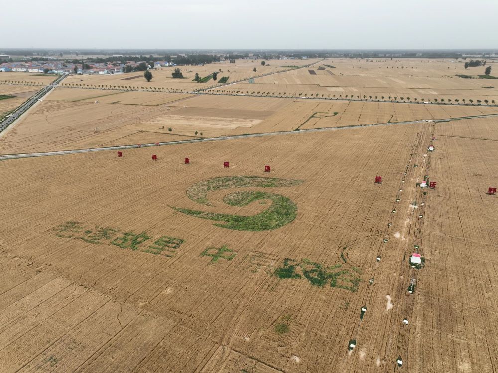 新时代中国调研行之看区域·中部篇｜中原农谷的三个场景