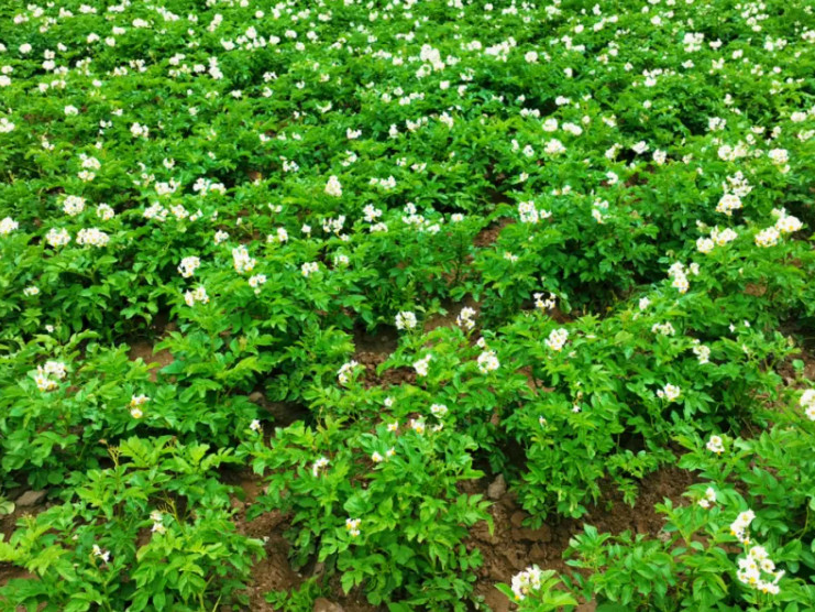 西藏南木林县：“艾玛土豆”绽放希望之花