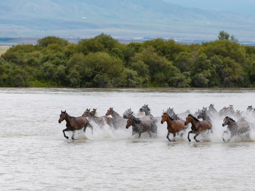 天空之眼瞰祖国——新疆昭苏：雪山草原 骏马奔腾