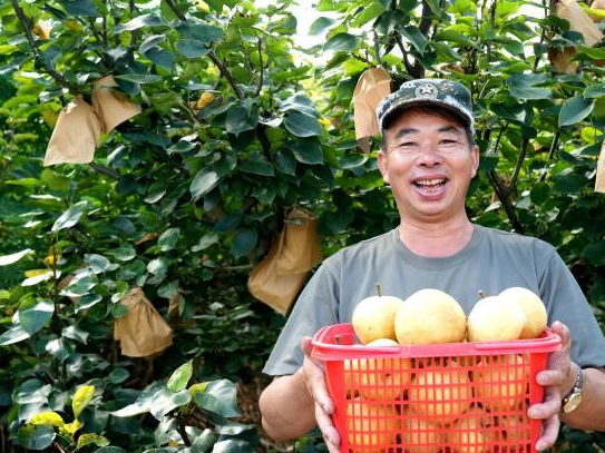 （身边的变化）台湾脆梨福建永定新“鲜”上市