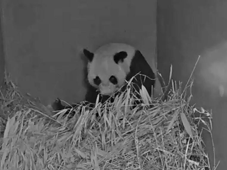 旅居荷兰大熊猫“武雯”再产仔