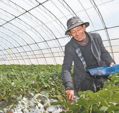“日子像草莓红又甜”（追梦路上）