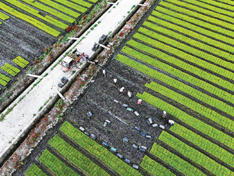 丰收图景，从一粒良种开始