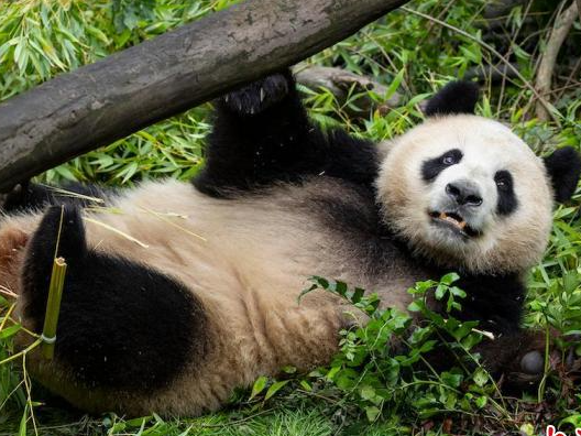 美动物园为大熊猫“云川”和“鑫宝”打造大四倍的新家