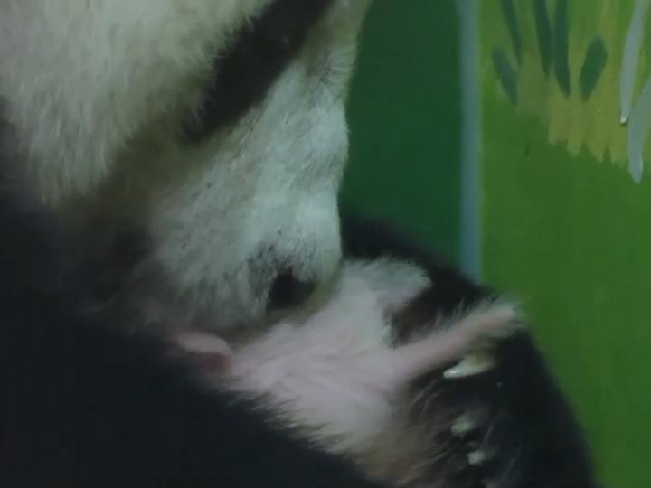 全球唯一大熊猫三胞胎大姐“萌萌”当妈妈了！