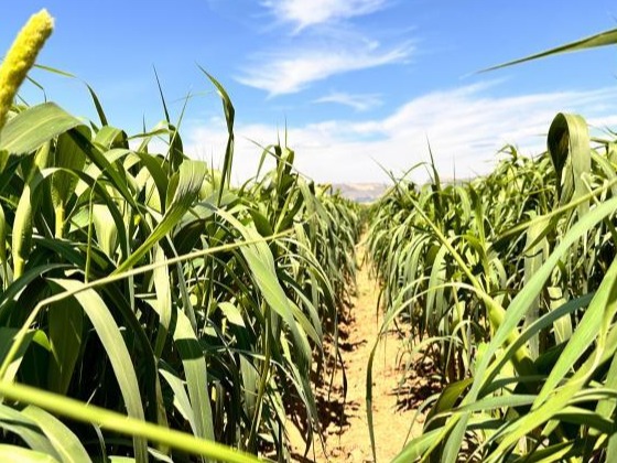 （身边的变化）内蒙古西部农村：特色农业生金 致富增收有道