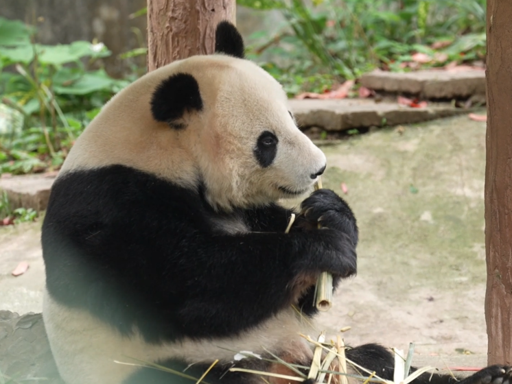 从残余竹渣到再生纸 “被熊猫吻过的纸”受年轻消费者青睐
